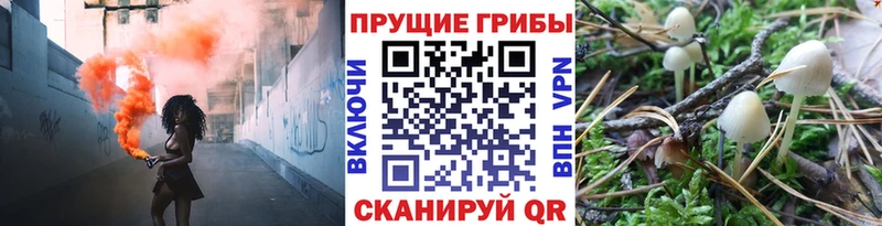 Псилоцибиновые грибы Psilocybine cubensis где найти Янаул